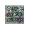 20 Pack Luncheon 3 Ply Napkin Potted Succulents - Set of 6
