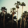 \"Beverly Hills I\" Giant Art 54x54 Wall Art