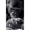 Apture Wall Art