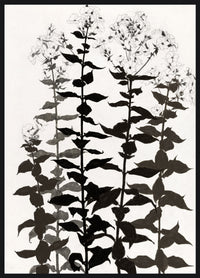 Botanica Framed High Gloss Artwork - 33