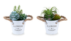 7” Artificial Potted Succulent in 5” Metal Pot – set of 2 | Plante grasse artificielle de 7 po en pot de 5 po en métal - ensemble de 2