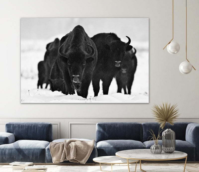 \"Europeans Bizons\" Giant Art 84x54 Wall Art