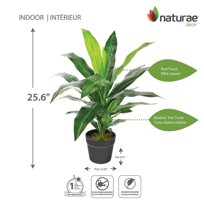 Artificial 25\" Dracaena In Black Pot