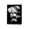 \"White Orchid Iii\" Canvas Framed Black 18x24 Wall Art