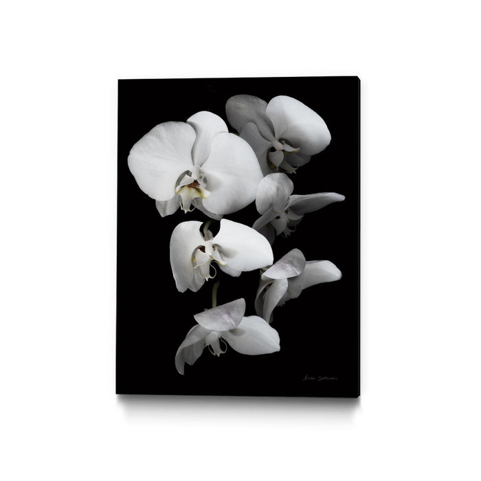 \"White Orchid Iii\" Canvas Framed Black 18x24 Wall Art