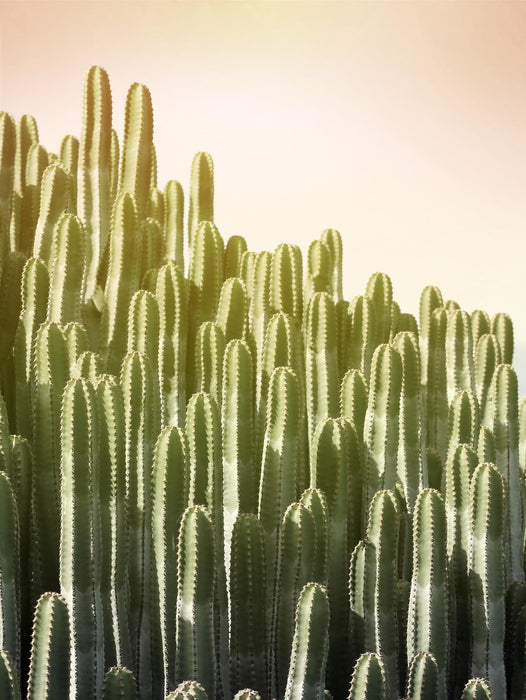 \"Pink Sky Cactus\" Giant Art 72x54 Wall Art