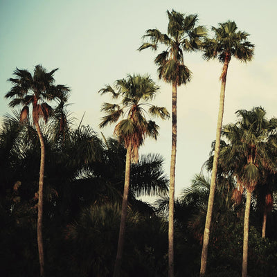 "Beverly Hills I" Giant Art 54x54 Wall Art