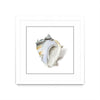 \"Seafoam Shell\" Matted and Framed White 36x36 Wall Art