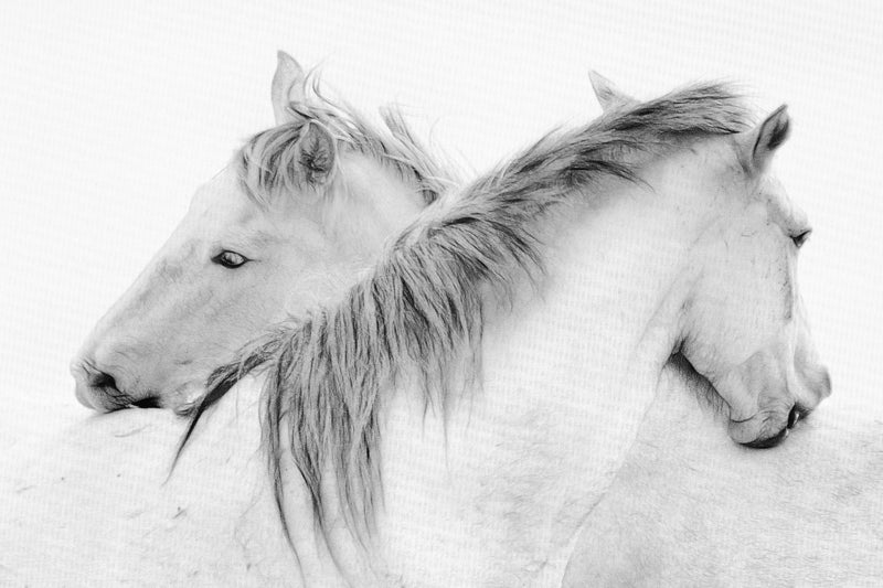 \"Stas - Horses\" Giant Art 72x48 Wall Art