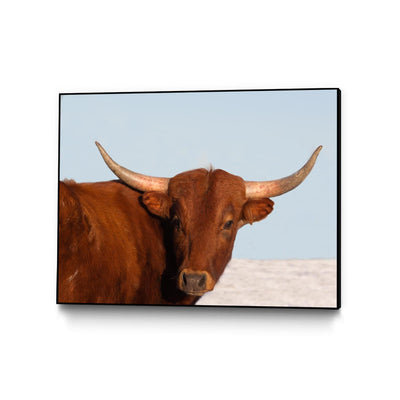 "Steer" Canvas Framed Black 24x18 Wall Art